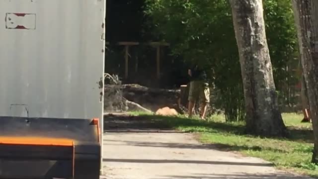 Jeff Mann cutting down oak tree at The Running Bird Ranch