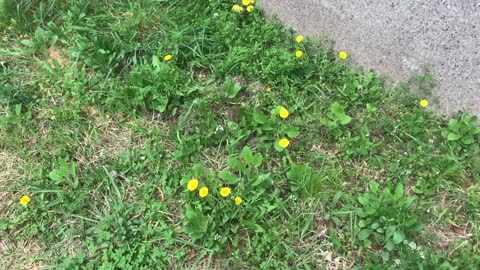 dandelion flower