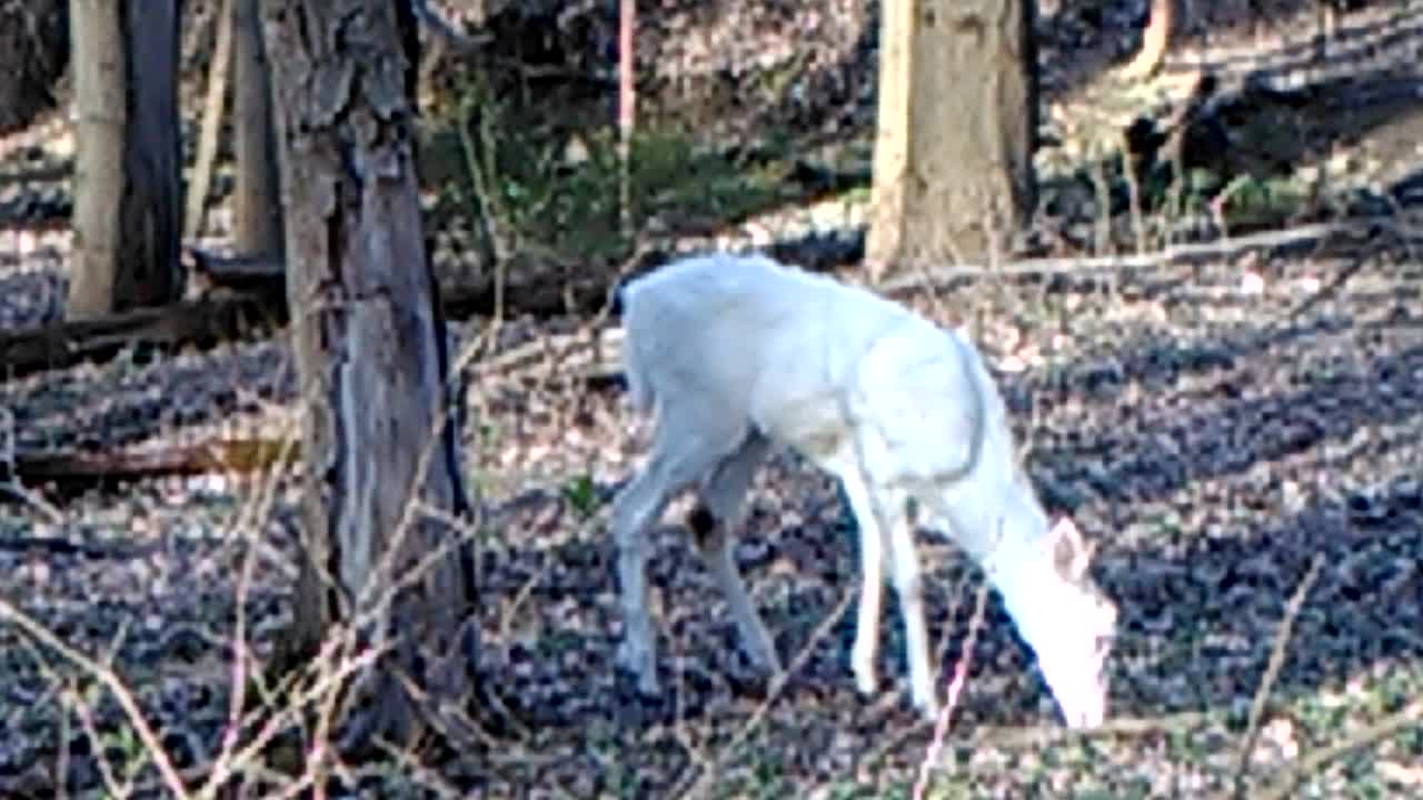 White deer