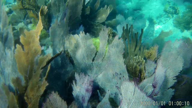 North Rocks Key Largo