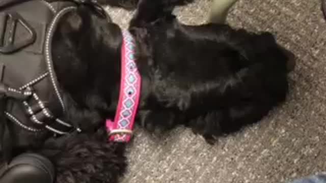 Sleeping Giant Schnauzer