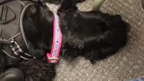 Sleeping Giant Schnauzer