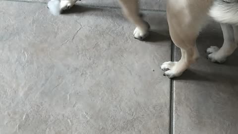 Naughty Pug Eats Bedding and is Proud of It