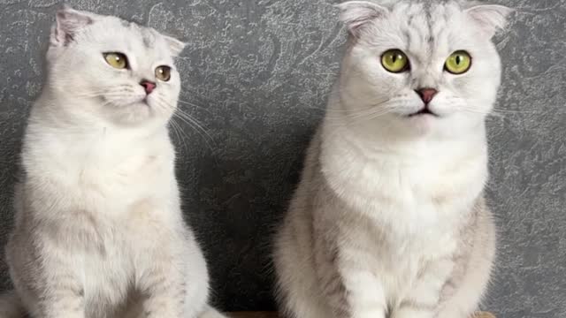 Funny cats, funny animals