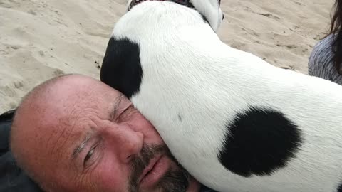 Jack Russell Terrier Over Possessive!