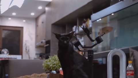 pointy ear cat