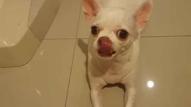 Chihuahua to follow people