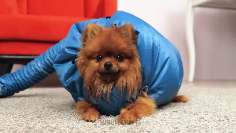 Genius hacks for smart pets owners