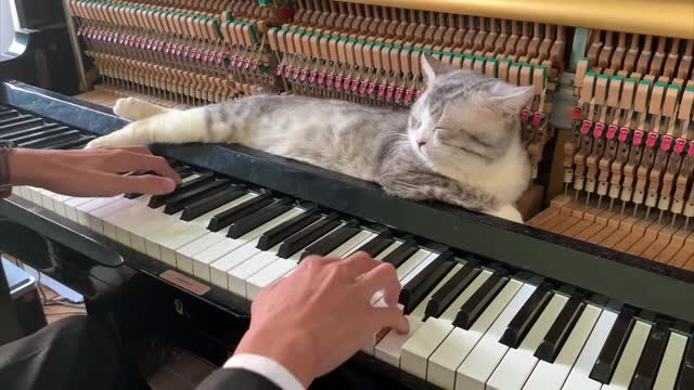 the cat knows how to enjoy music