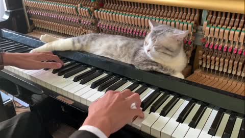 the cat knows how to enjoy music