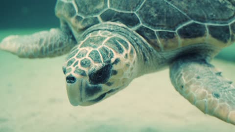 A cute returnee is walking in the water