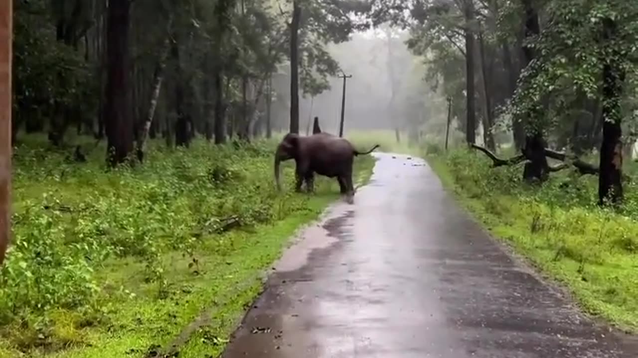 Exploring the Enchanting Forests: A Journey into Nature's Splendor