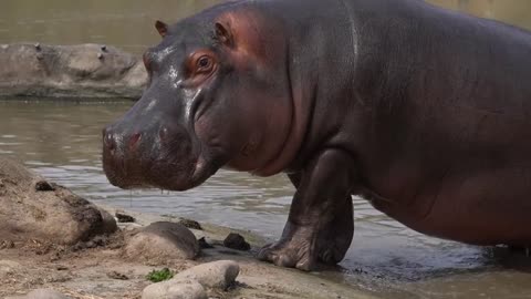 A hippopotamus