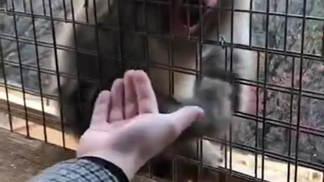 MonMonkey Baffled By Guy's Magic Trick