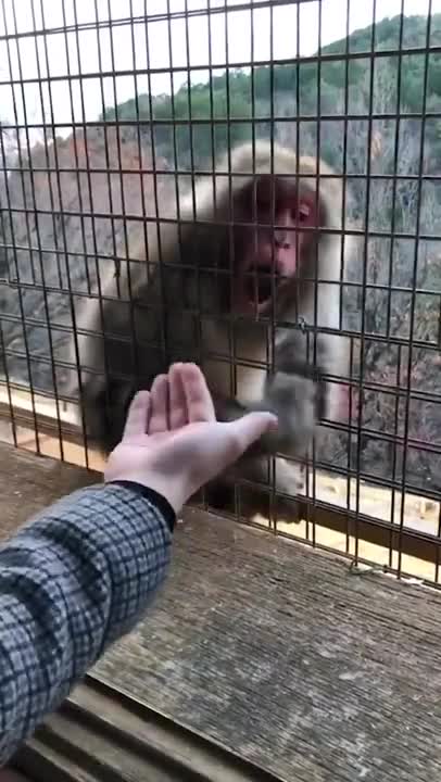MonMonkey Baffled By Guy's Magic Trick