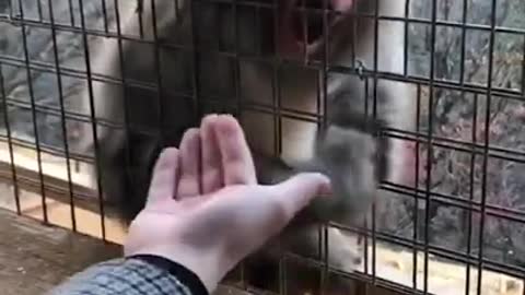 MonMonkey Baffled By Guy's Magic Trick