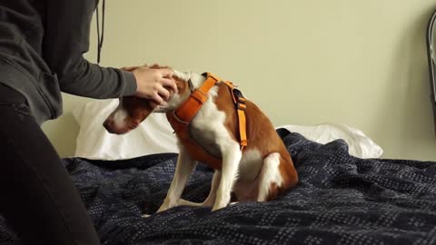 Dog Harness Review! Ruffwear Front Range Harness!