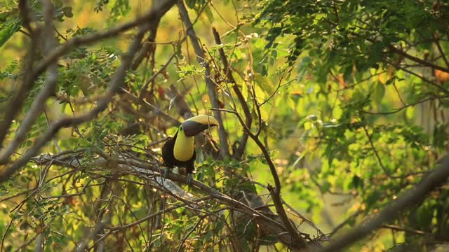 Beautiful Keel-billed Toucan,Keel-billed Toucan.Beautiful Keel-billed Toucan,Keel-billed Toucan