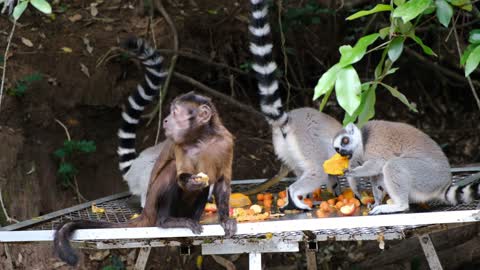 Monkey