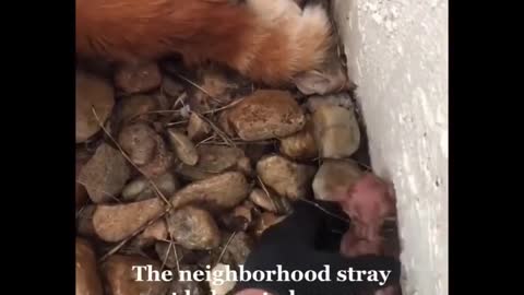 cute cat give a birth in backyard..