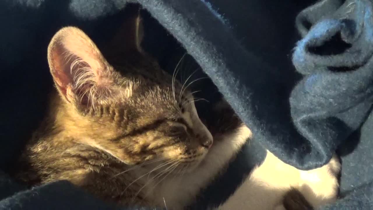 Small Kitten Sleeps in Bed under the Blanket