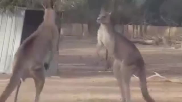 Kangaroo Fight