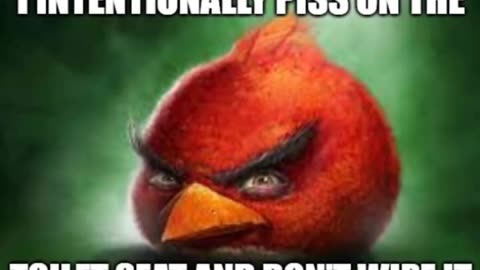 Best IRL angry bird memes!!!