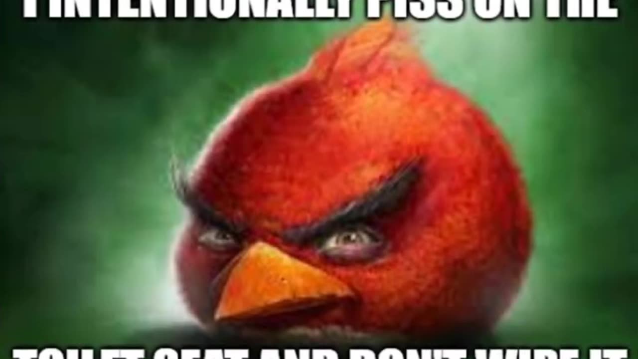 Best IRL angry bird memes!!!