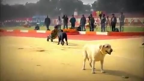 Dog training videos interested