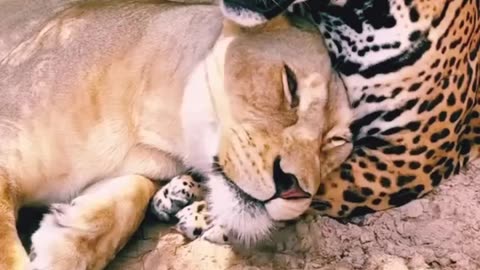 Jaguar and lion cute friendship