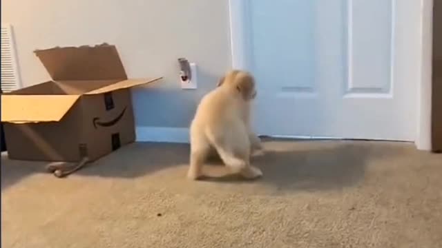 The dog said, even if you want to lose weight, you can't be hungry.
