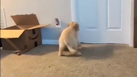 The dog said, even if you want to lose weight, you can't be hungry.