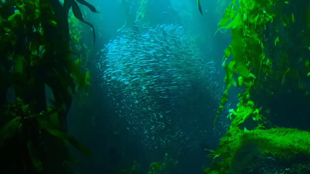 Deep Underwater Paradise