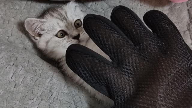 Wear gloves and play with the kitten