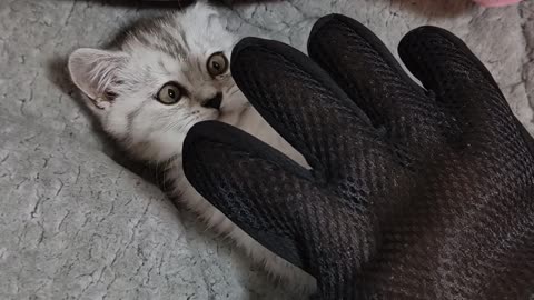 Wear gloves and play with the kitten