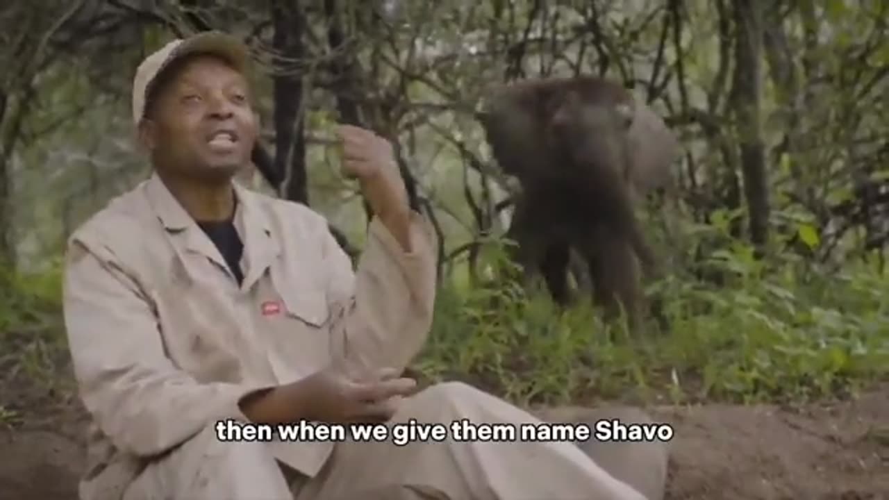 A young elephant hears his name and decides to interrupt an interview