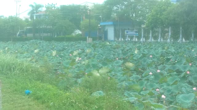 Lotus of Viet Nam