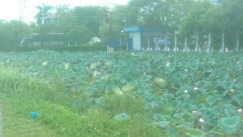 Lotus of Viet Nam