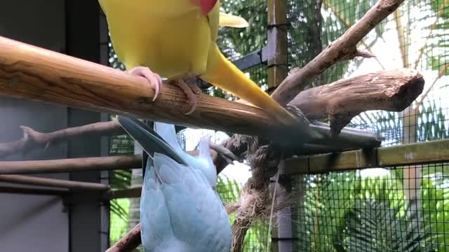 Cute Parrots having fun