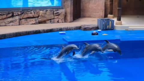 Amazing funny dolphin show