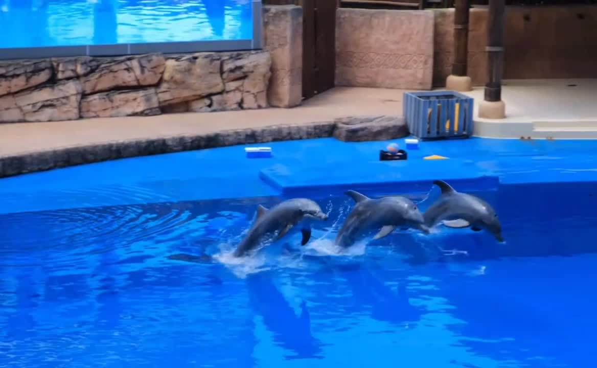 Amazing funny dolphin show