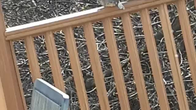 Birds having you know what