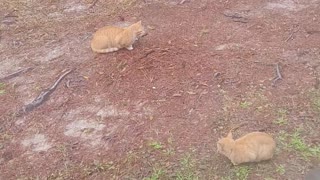 4 orange cats just hanging out!!