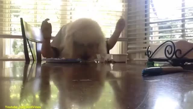 Funny videos of Dog and Cats