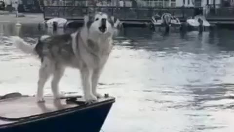 The new boat horn sounds great…😏😂🐕🚤