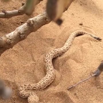 YOU BETTER WATCH WHERE YOU STEP