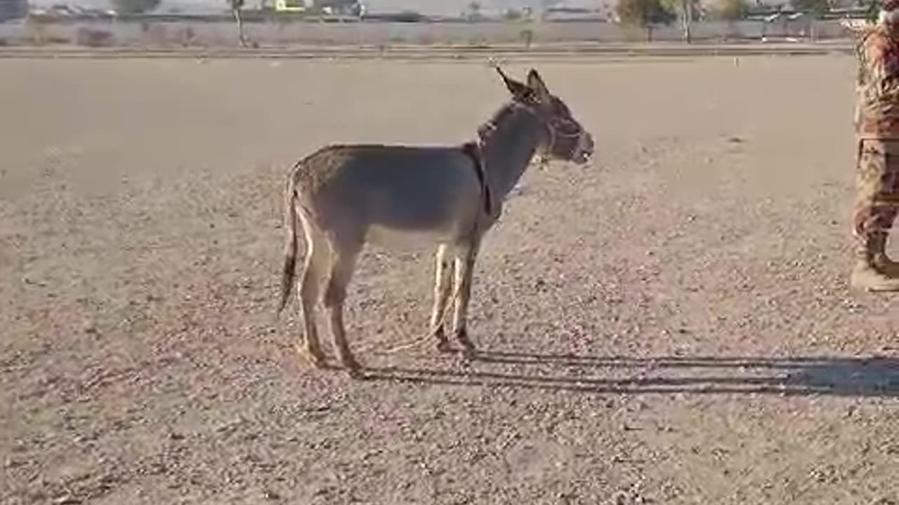 Donkeys and soldiers