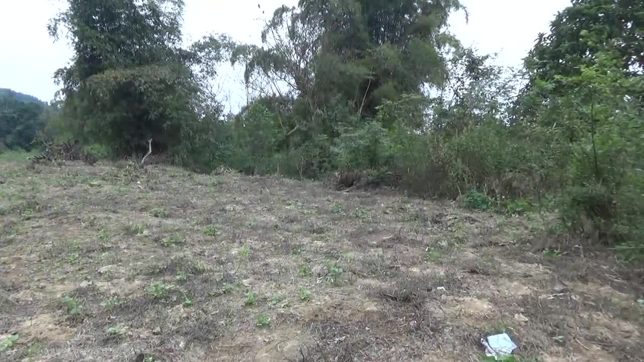 Primitive Life Catching Big catfish By Hand at the stream - Hand Fishing Skills Catching Fish