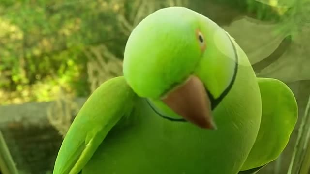 cute birds