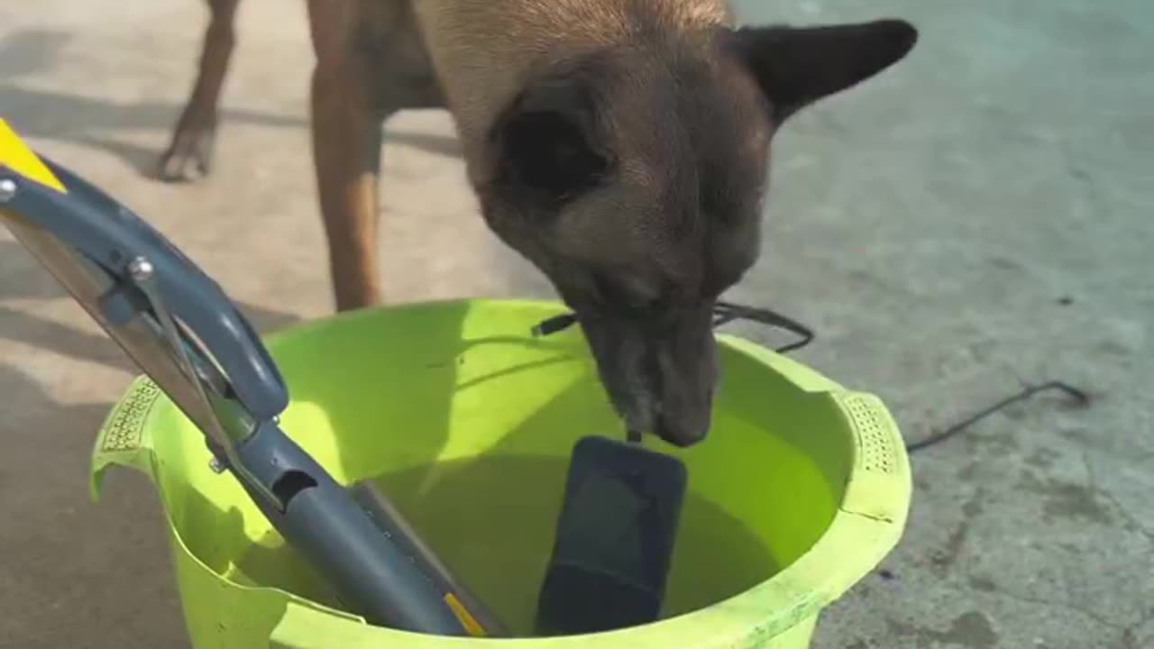 A Dog save Children from phone blast